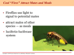 energy, cellular respiration