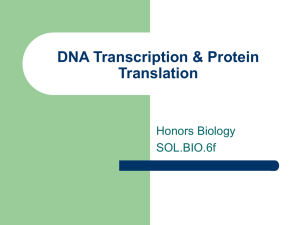 DNA - Transcription & Translation