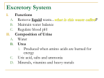 Digestive & Excretory Systems