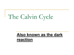 The Calvin Cycle