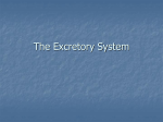 The Excretory System 38-3