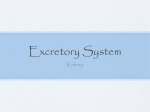 Excretory System - The Northwest School