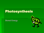 Photosynthesis