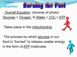 cellular respiration