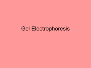 Gel Electrophoresis