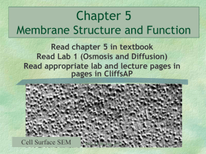 Mader 11 ch 5 Membrane Structure and Function