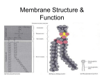 Cell Membrane & Transport