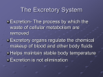 The Excretory System