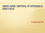 Amino Acids: Disposal of Nitrogen & Urea Cycle
