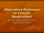 Alternative Pathways to Cellular Respiration!