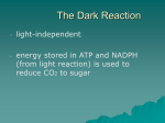 3. DarkReaction