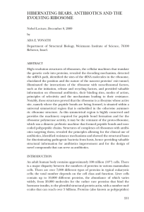 HIBERNATING BEARS, ANTIBIOTICS AND THE EVOLVING RIBOSOME