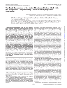 The Early Interaction of the Outer Membrane Protein PhoE with