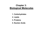 Biological Molecules Chapter 3: 1. Carbohydrates 2. Lipids