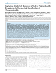 Verrucomicrobia Capturing Single Cell Genomes of Active Polysaccharide