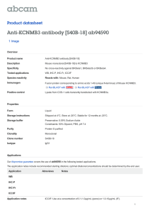 Anti-KCNMB3 antibody [S40B-18] ab94590 Product datasheet 1 Image Overview