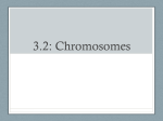 3.2 Chromosomes