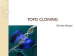 TOPO CLONING - POKEWEED-ANTIVIRAL
