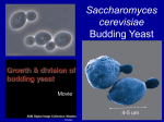 PowerPoint Presentation - Modeling the Organism: The Cell in