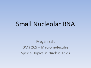 Small Nucleolar RNA