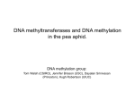 DNA methyltransferases and DNA methylation in the pea aphid.