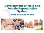 Development of Male and Female Reproductive System