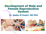 Development of Male and Female Reproductive System