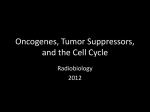 Oncogenes, Tumor Suppressors, and the Cell Cycle