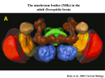 Aucun titre de diapositive - Master 1 Biologie Sant&#233