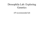 Drosophila Lab: Exploring Genetics