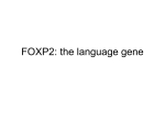 FOXP2: the language gene