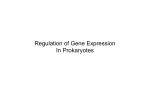 Protein Synthesis - Quinnipiac University