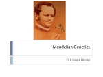 Mendelian Genetics