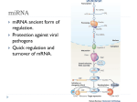 Developmental Genetics