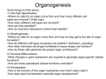 Organogenesis I: Somites and Limb Formation