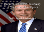 Genome-wide RNAi screening in Caenorhabditis elegans