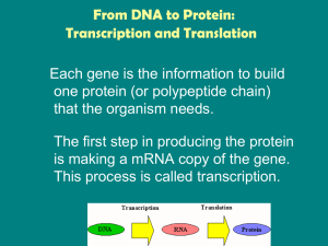 From DNA to Protein: Transcription and Translation