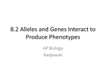 8.2 Alleles and Genes Interact to Produce Phenotypes