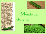 Mendel‘s Law of Segregation