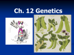 Ch. 12 Genetics