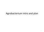 Agrobacterium plan