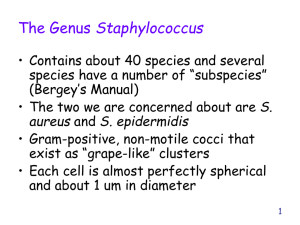 Genus Staphylococcus