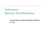 Transformation Lab