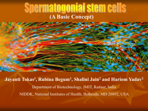 Spermatogonial stem cells (A Basic Concept)