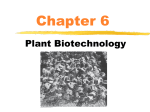 Plant Biotechnology