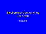 Biochemical Control of the Cell Cycle