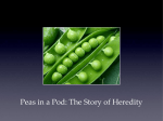 Peas in a Pod: The Story of Heredity