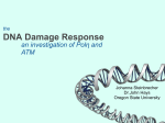 DNA Damage Response - Oregon State University