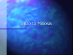 Intro to Meiosis - Solon City Schools