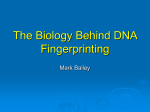 The Biology Behind DNA Fingerprinting